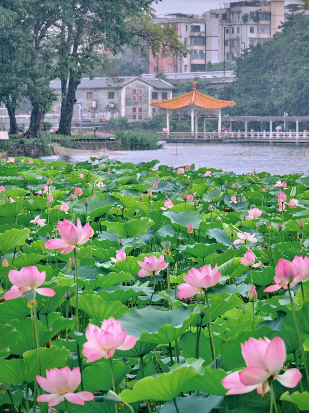 不是西湖❗️广州这个荷塘古亭烟雨太有诗意了