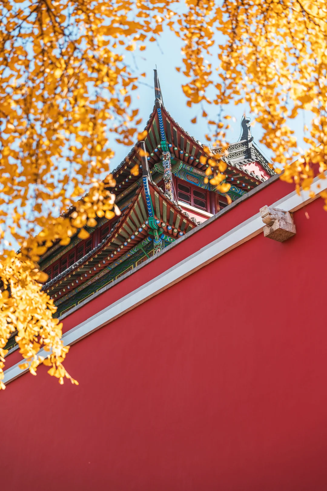 鼓楼公园的银杏太炸裂了，错过等一年