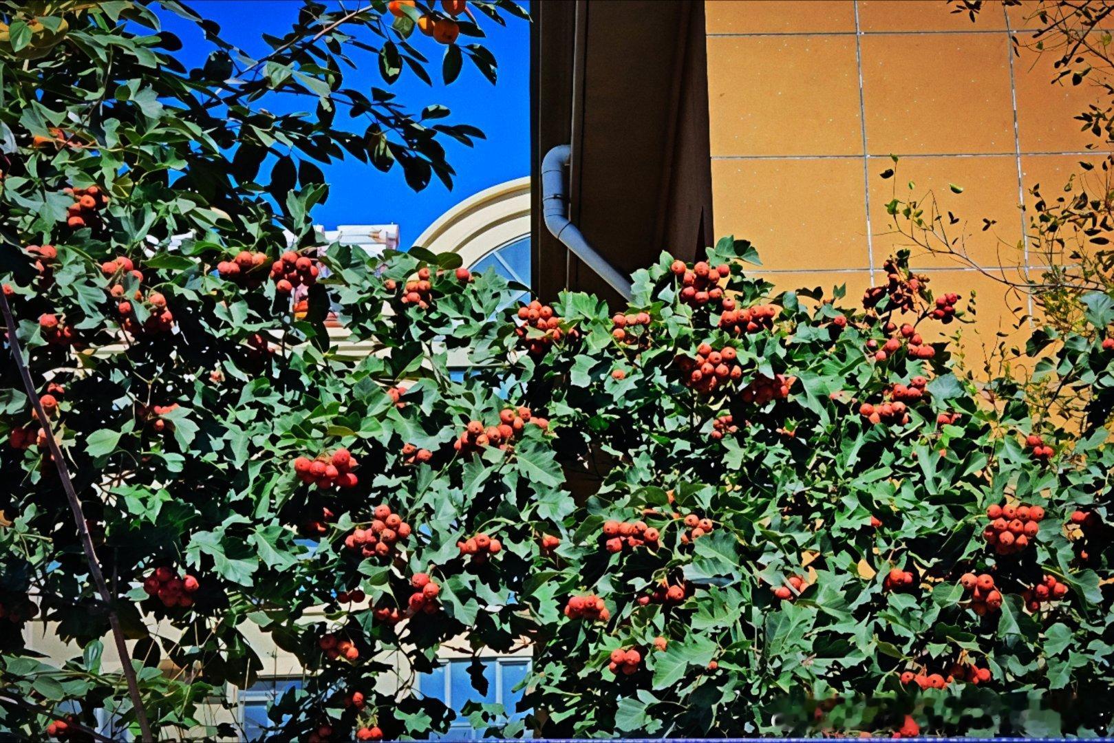 #治愈系##我的美食日记##OPPO[超话]#红果坠枝，鲜蔬脆爽，海虾泛着暖光。烟火漫过窗沿，手边全是秋日馈赠。 ​