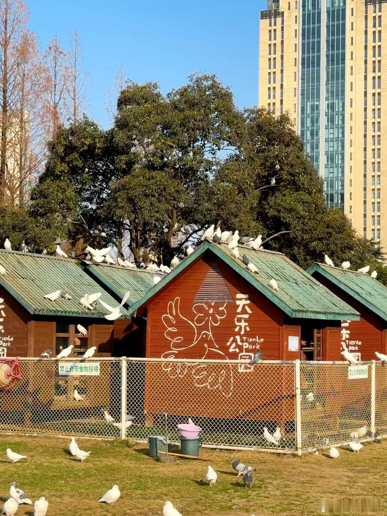 合肥喂鸽子、遛娃的好去处：天乐公园1️⃣出行方式和路线地址：合肥市蜀山...
