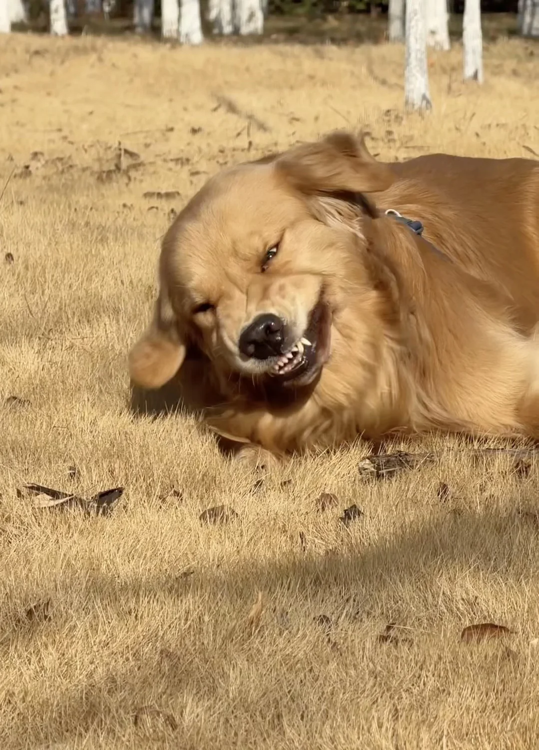 随手一拍就是神图