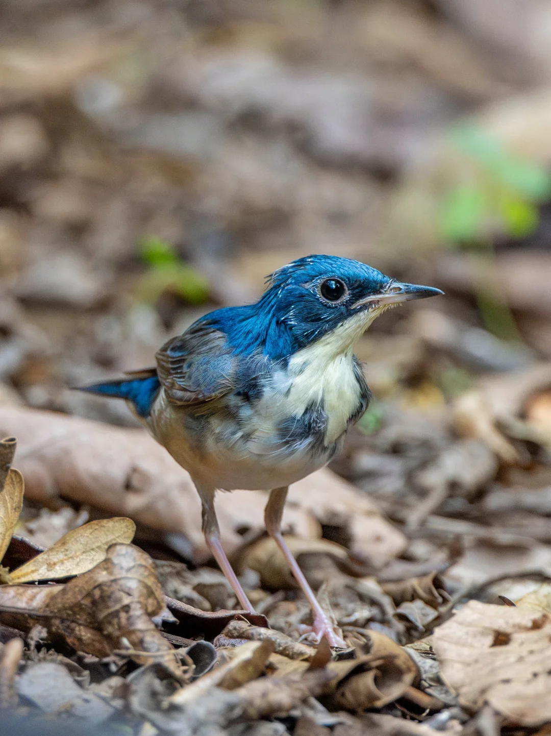 发现一只蓝歌鸲宝宝，祝宝宝们儿童节快乐！