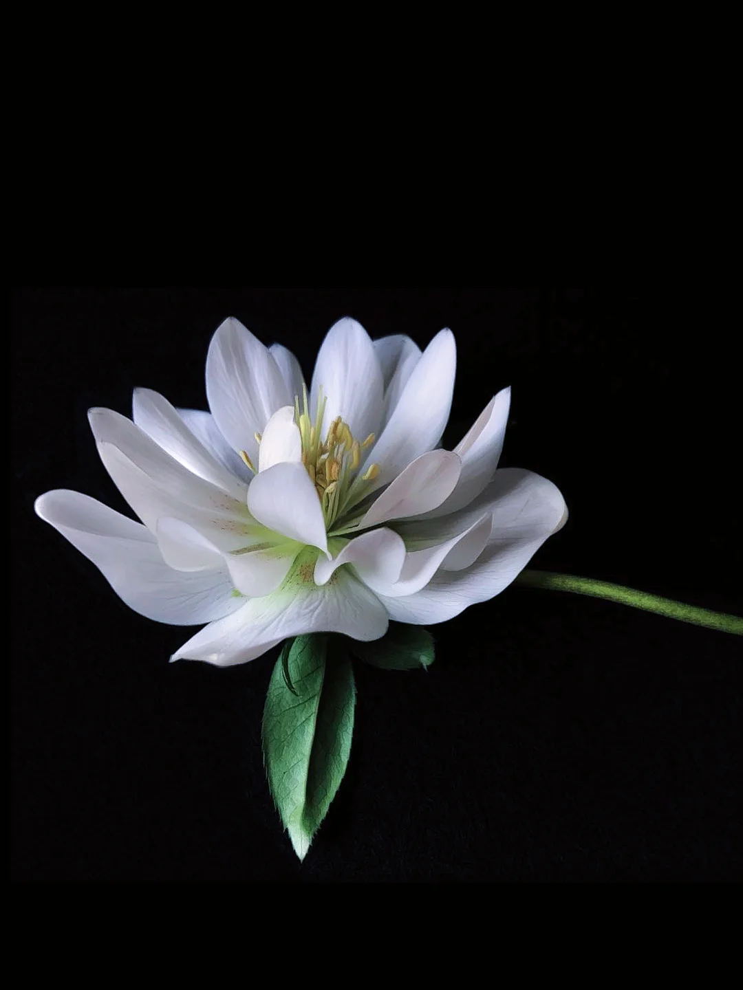 白色重瓣菟葵——“溯游从之，宛在水中央。”