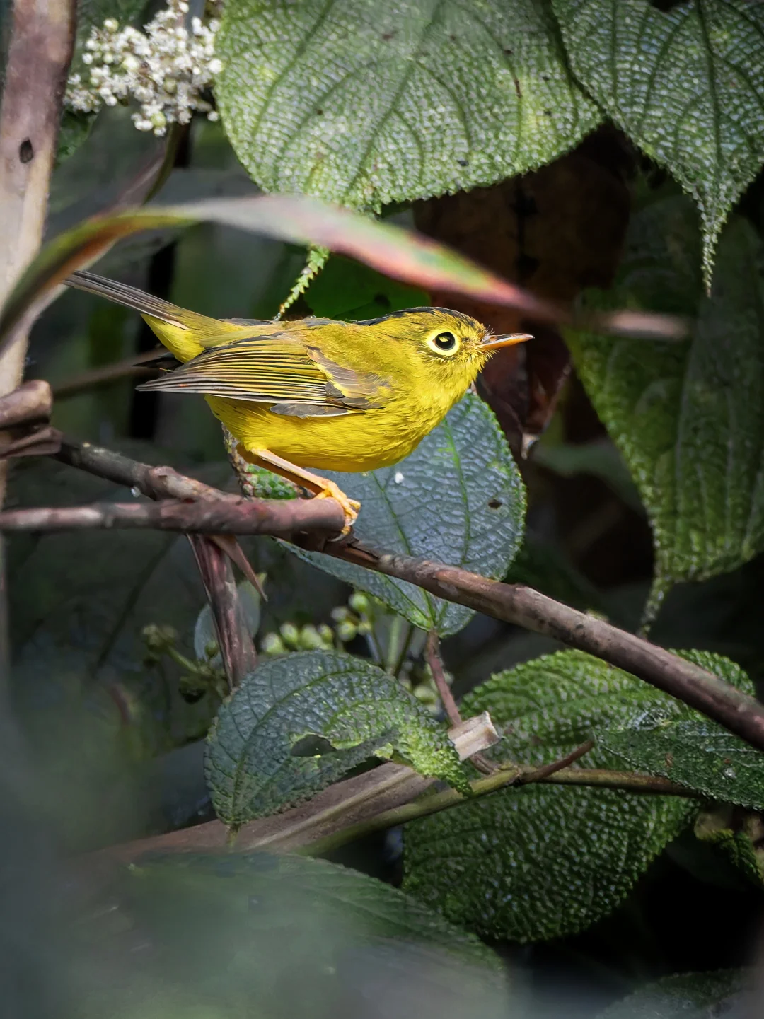 藏在绿叶里的一道暗金：韦氏鹟莺
