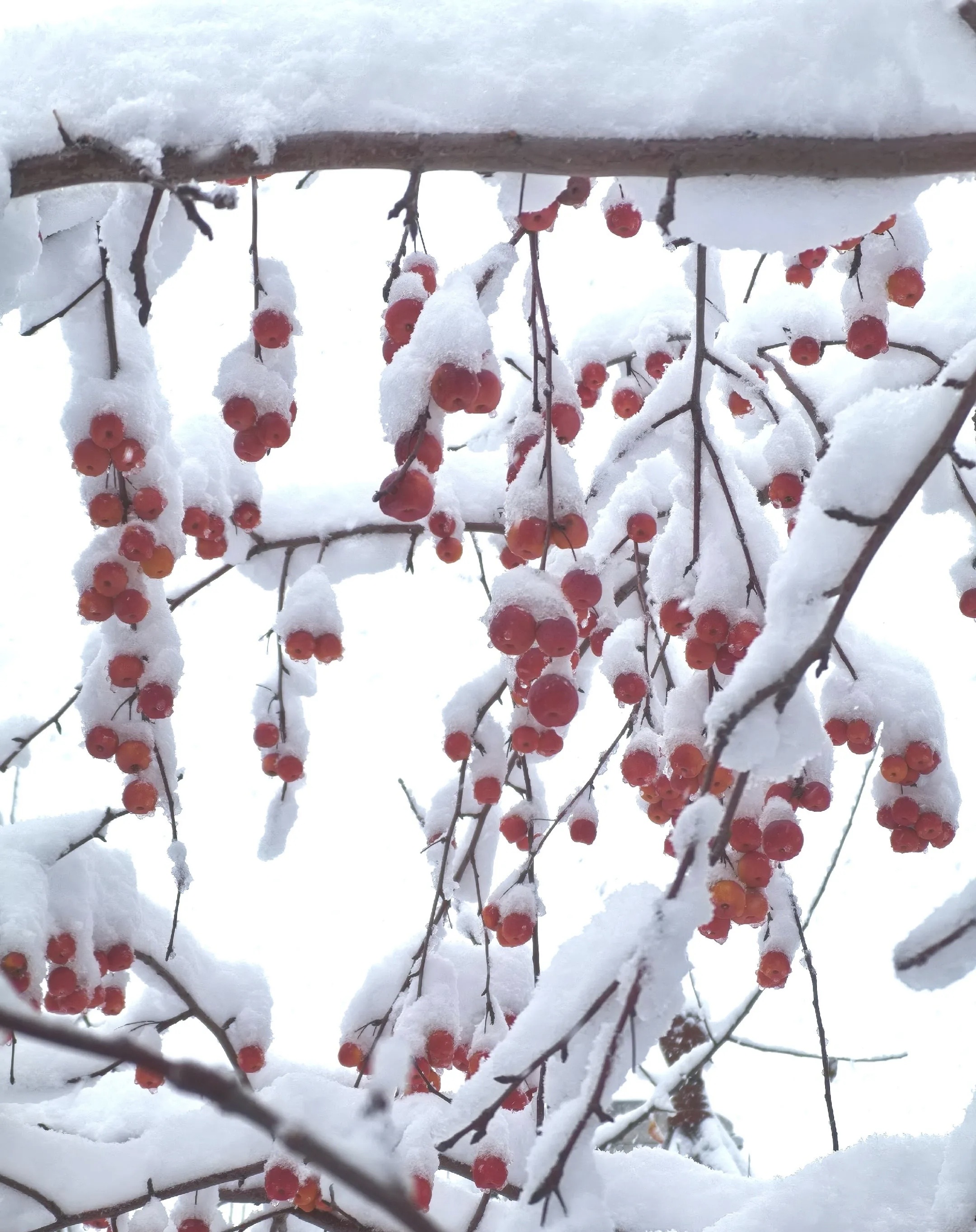 乌鲁木齐初雪：一夜之间，秋装换成了羽绒服

10月15日，乌鲁木齐的天空突然变了脸。前一天还带着秋意的街道，转眼被雨夹雪覆盖，南郊和南山山区直接转成中到大雪，局地暴雪。紧接着寒潮蓝色预警生效，16日、17日清晨主城区最低气温掉到-3℃到0℃，山区更低至-8℃到-4℃。不少市民早上推开窗，忍不住拍下视