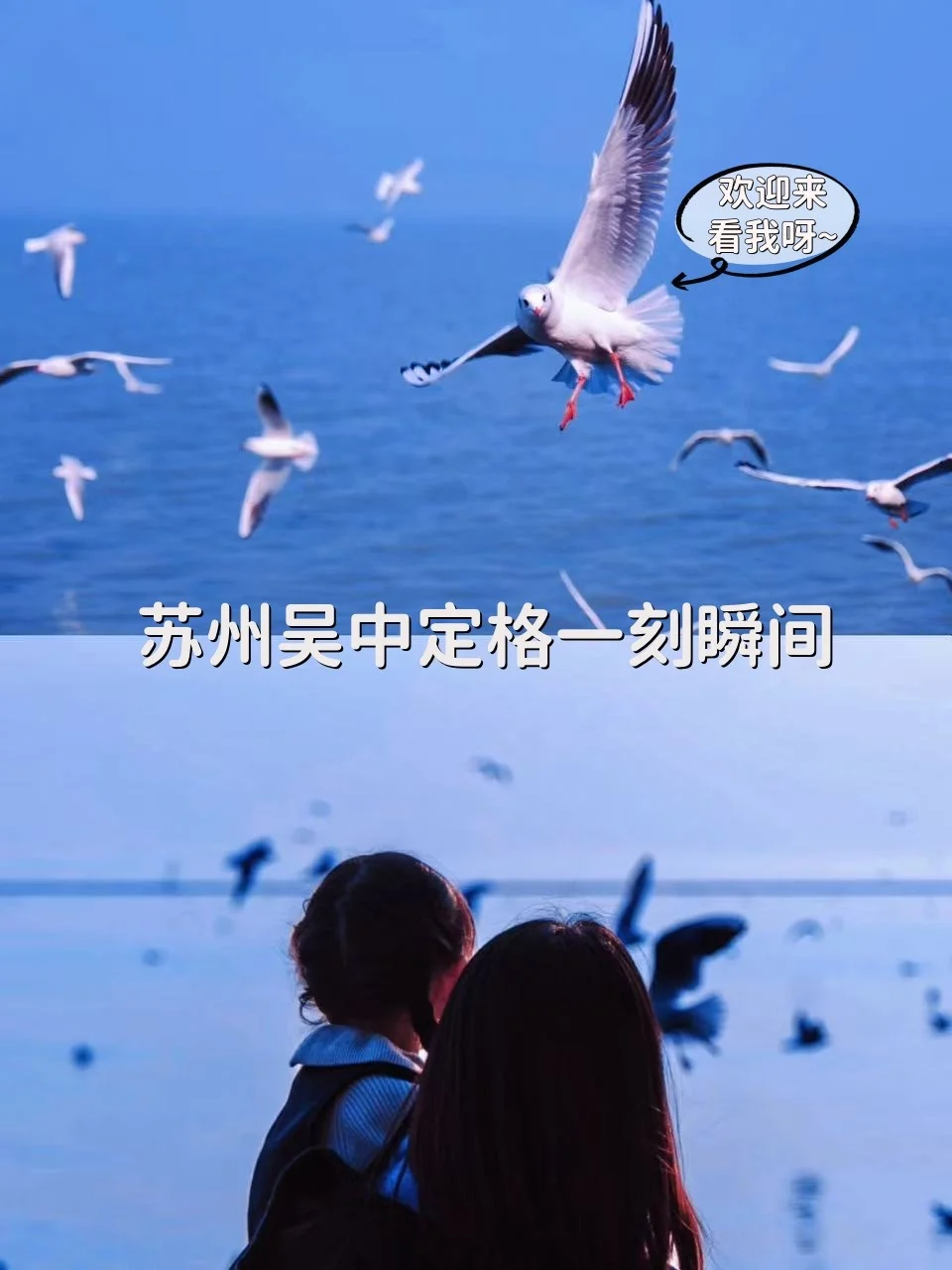 在太湖听评弹、追红嘴鸥，吴中人气爆满！