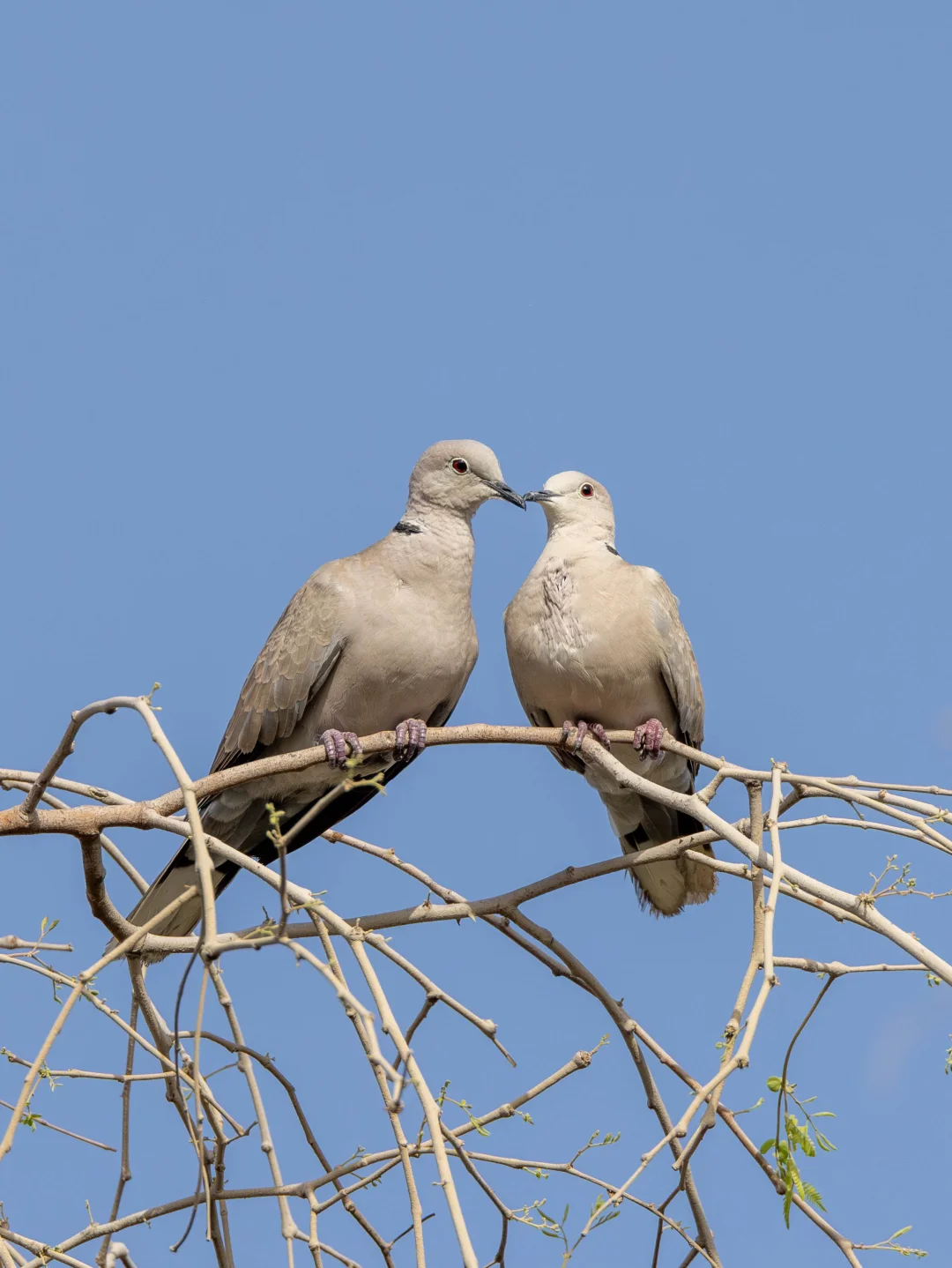 一对亲嘴秀恩爱的灰斑鸠祝大家情人节快乐！
