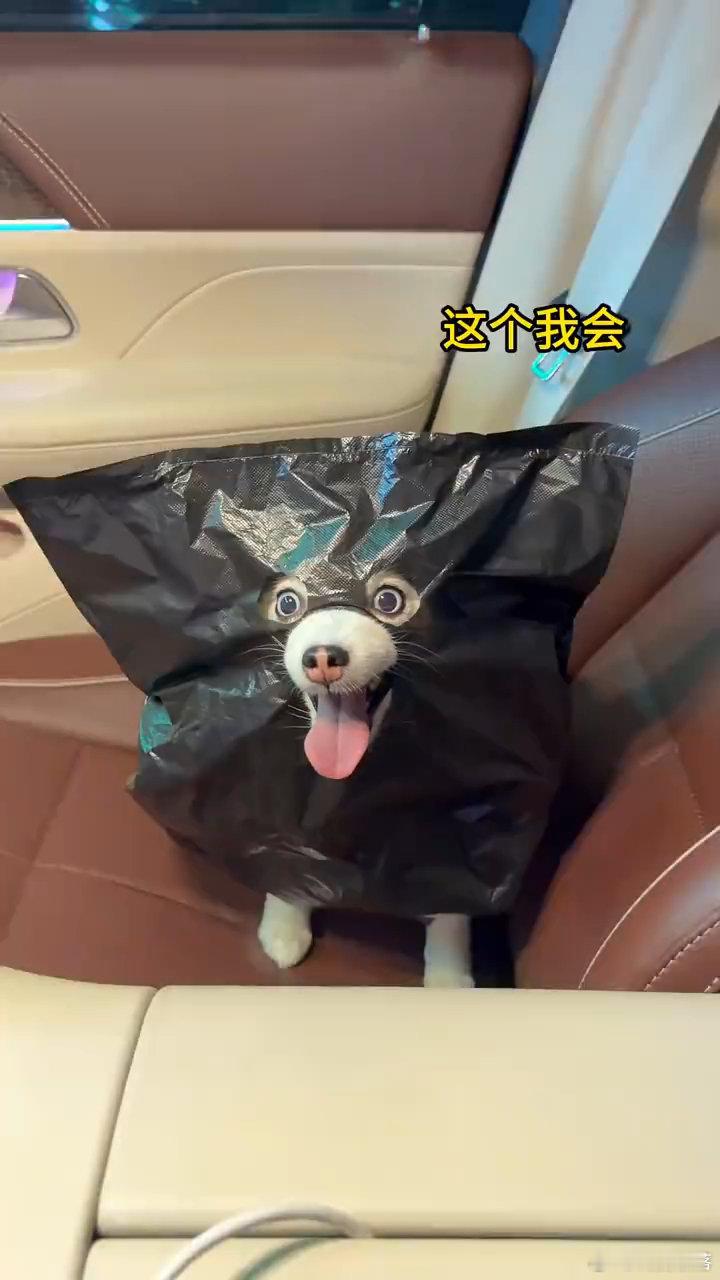 #支付宝辟谣狗腿付# 科技本就服务于人，脑补各种AI付款黑科技，可惜只是网传，啥时候才能拥有同款便利呀。#网友称狗腿付才是真接地气# ​