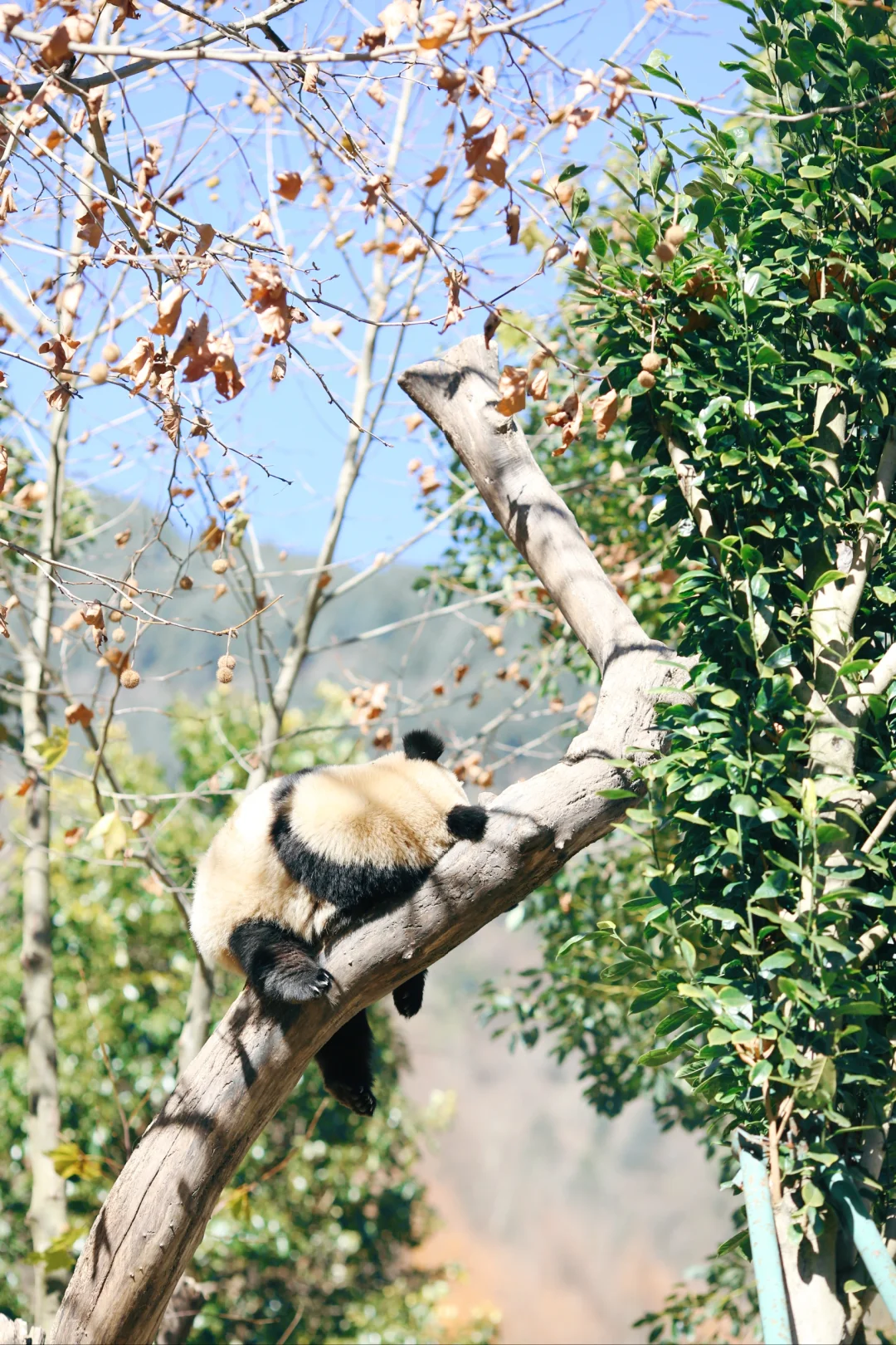 小奇迹➕福宝，树上结熊猫的卧龙也该🔥了