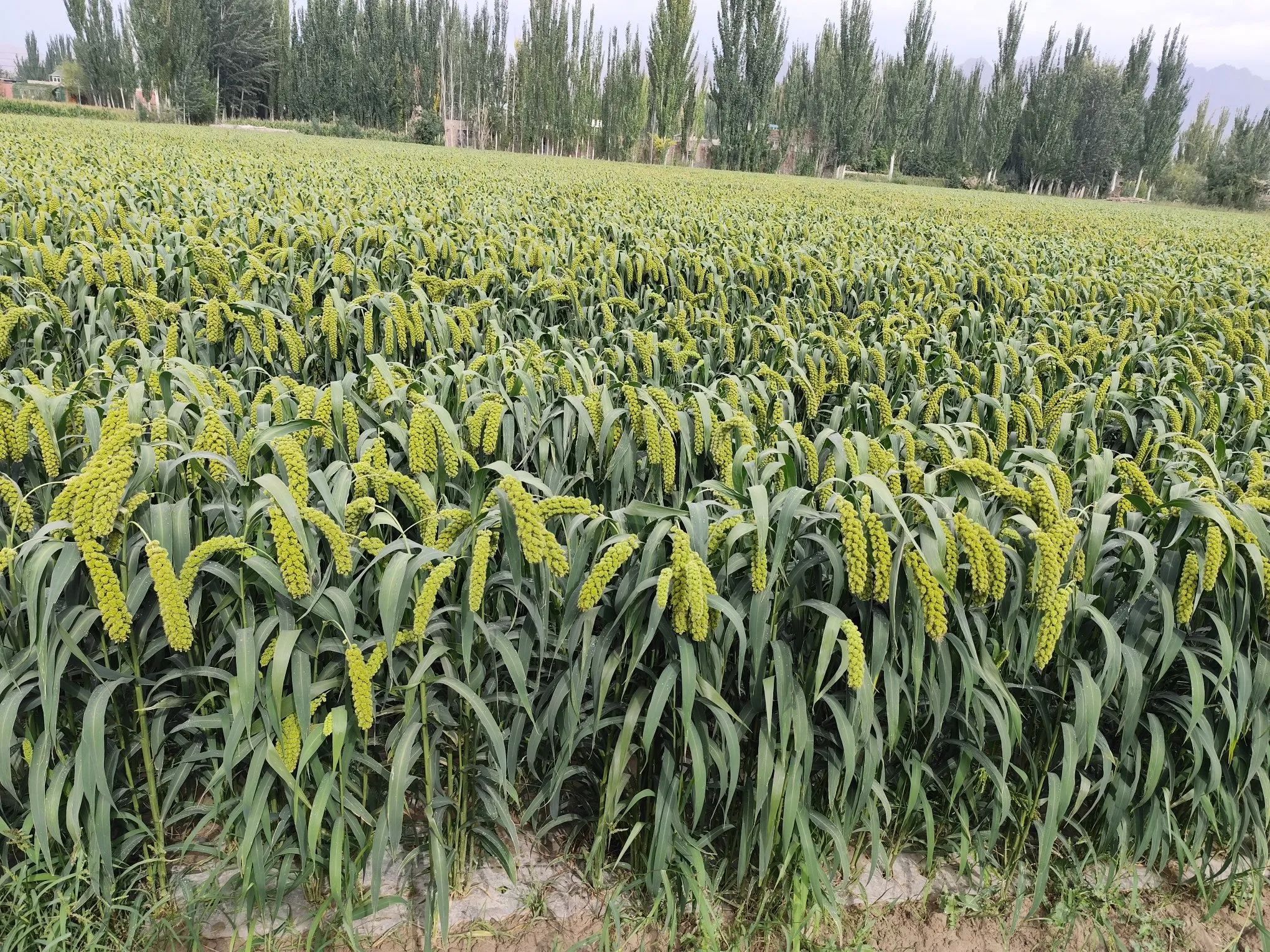 新疆南疆地区居然还种这种作物，本地人绝大部分都不知道这是什么，