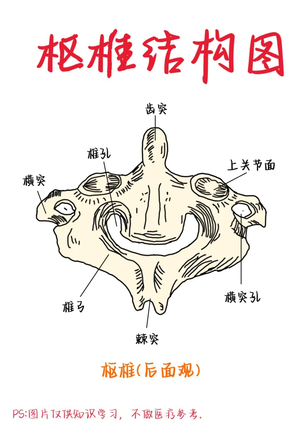医学生笔记——枢椎结构图