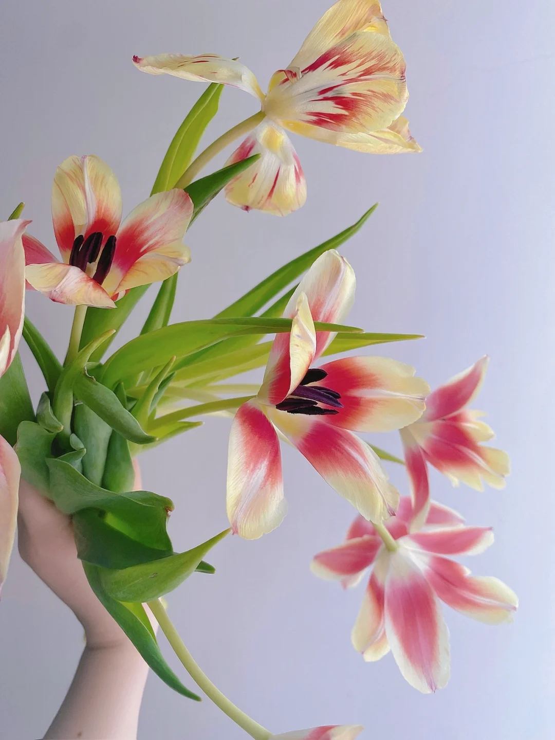 带你每天认识一种花材172｜“冰糕”郁金香