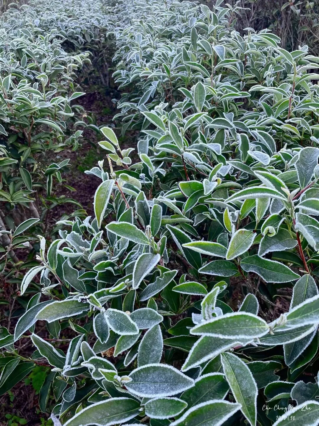 一觉醒来，茶叶都打上了厚厚的霜了…