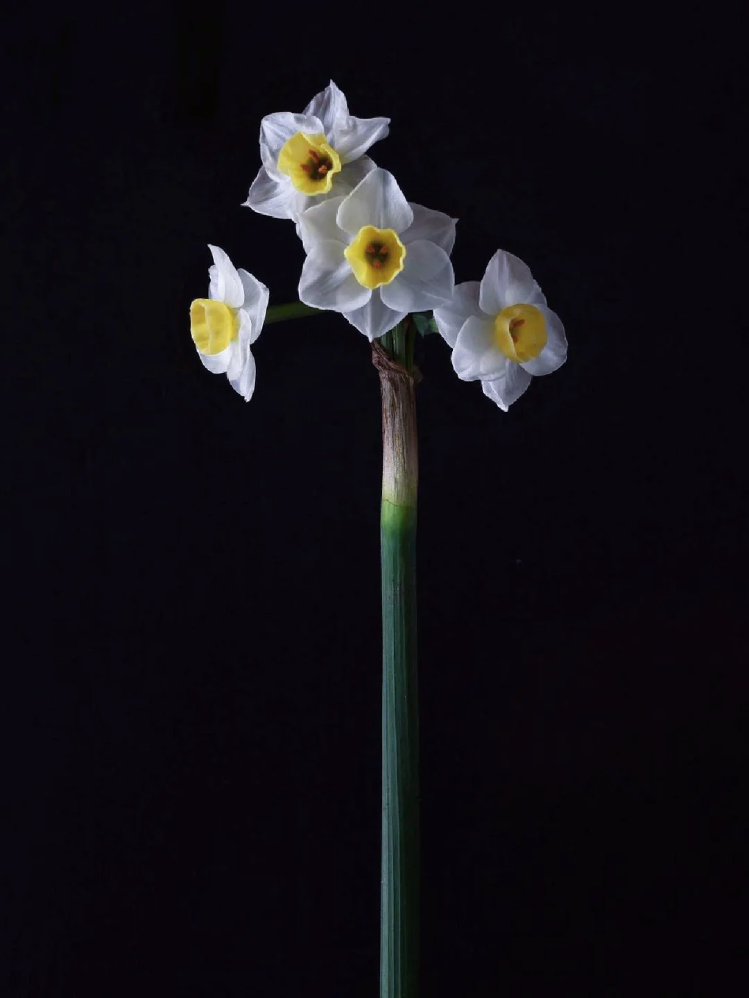 带你每天认识一种花材211｜水仙