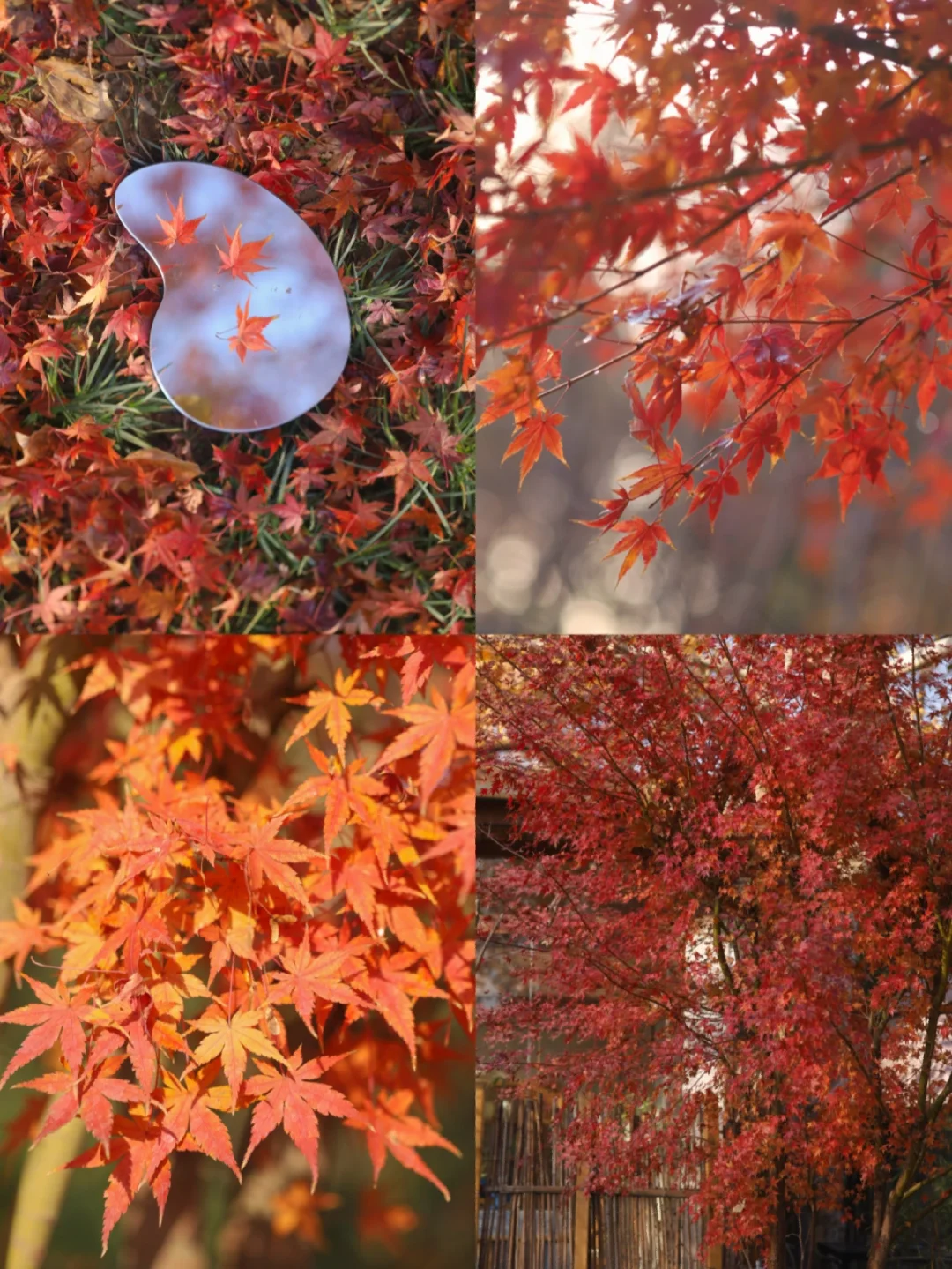 武汉秋日绝美拍照地，东湖赏秋看海鸥❗