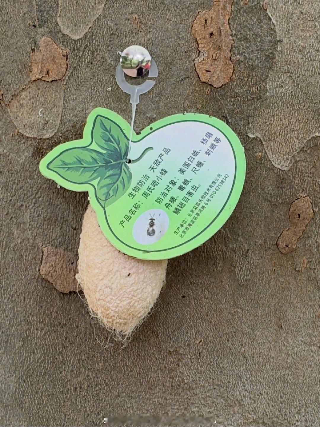 北京释放7亿只周氏啮小蜂治毛毛虫 ​