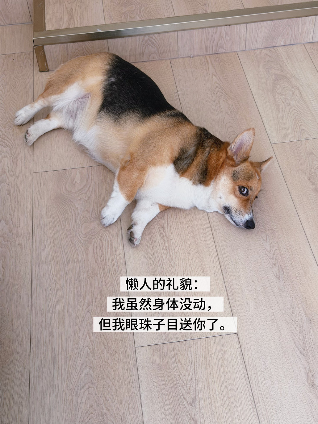 回家的日常[yeah][yeah]

香香小狗/闺蜜机的妙用/大鹏展翅
一地快递儿/麦角硫因见底了/很享受的大腚
此地有魔力/绿色酸奶/懒狗为数不多的礼貌

#我的日常plog##图片日记# ​