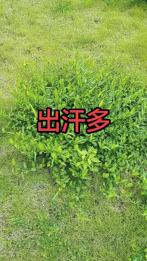 马刺还是太年轻了，关键失误&amp;绝杀不中，马刺主场再负尼克斯  