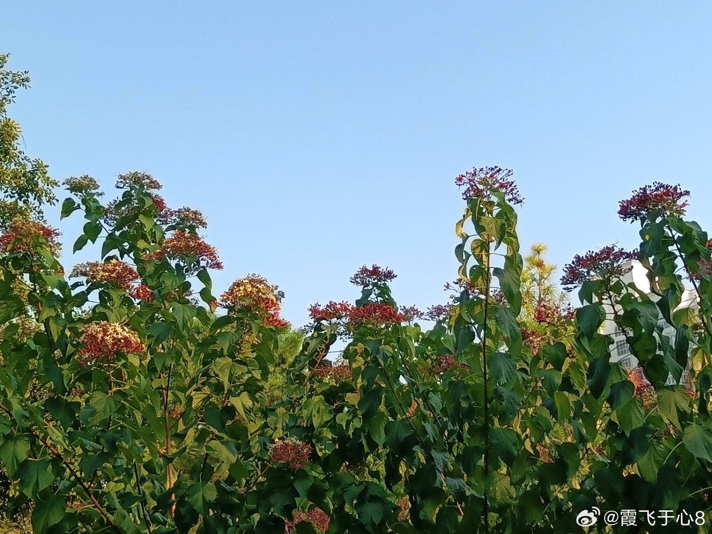 #手机摄影[超话]# 美好无处不在为诗情画意淡妆浓抹总相宜 ​