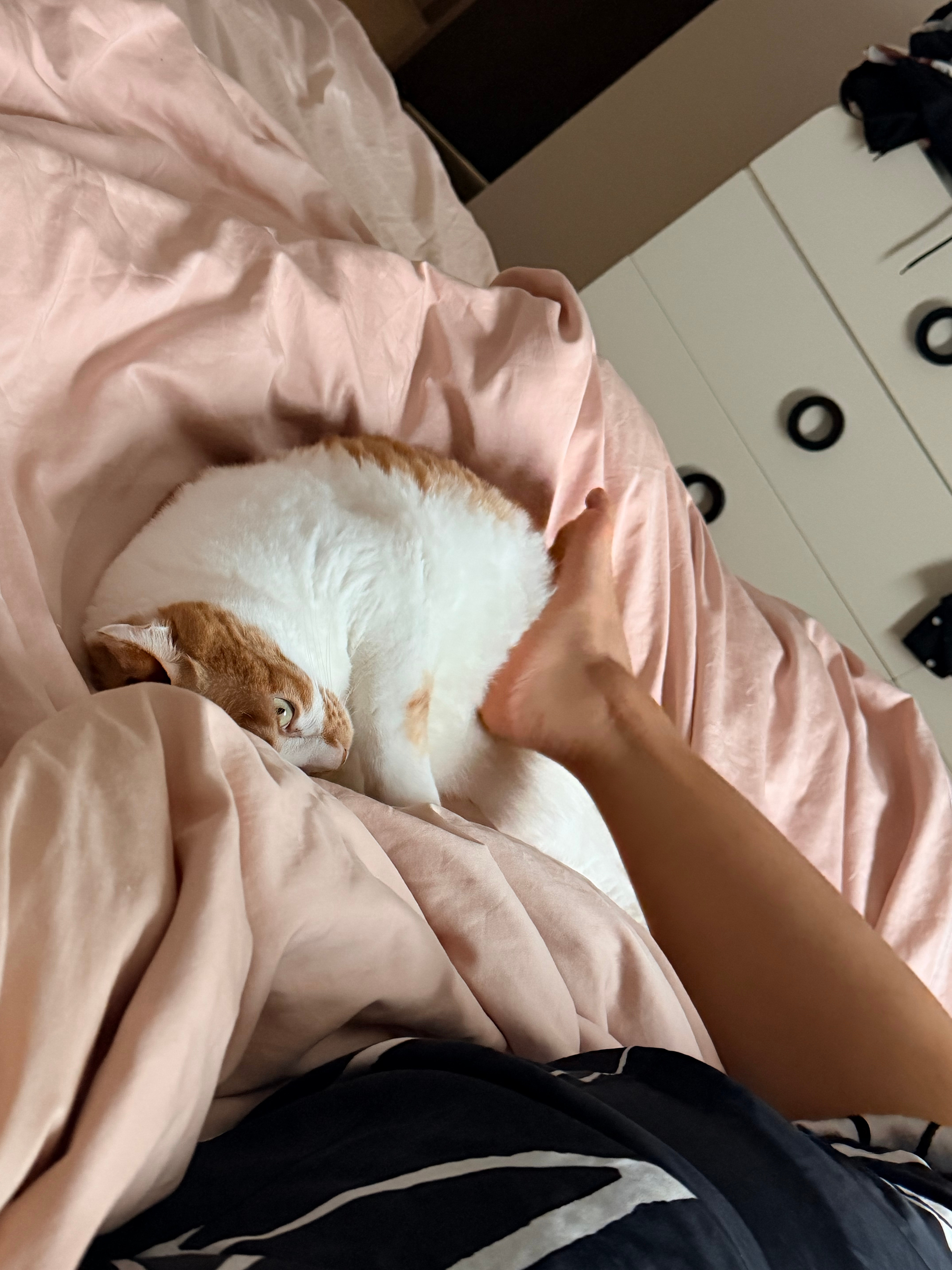 今天头痛，好像是发烧了，中午想睡不敢睡，就看了会 ai 猫片，好家伙，直接给我看哭了。然后转头看见丑猫躺在旁边，赶紧 rua 两脚[笑cry]这可是我唯一保住的彩礼，我要多 rua 两脚～[爱慕] ​​​