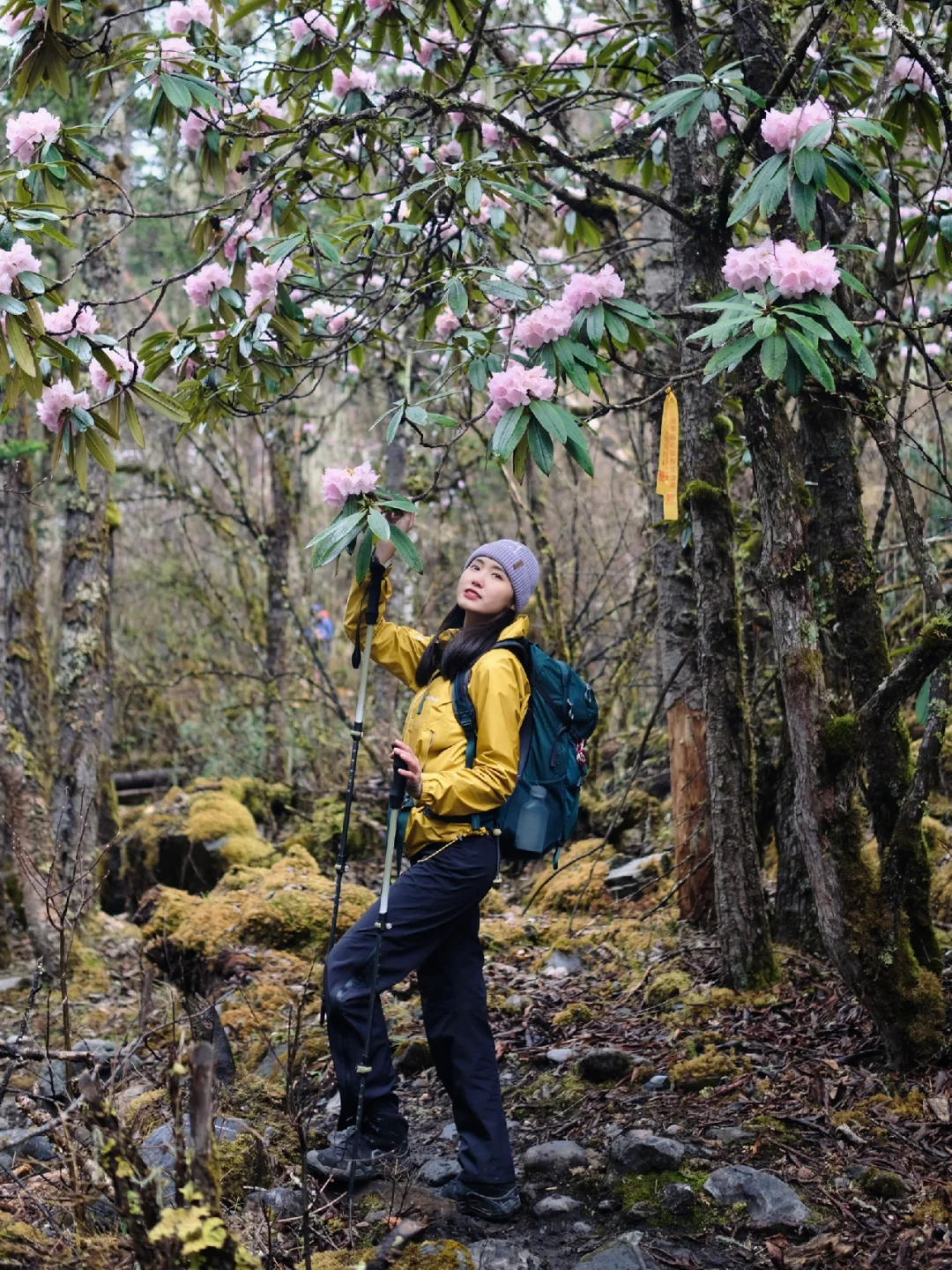 在梅里北坡的高山杜鹃中走过