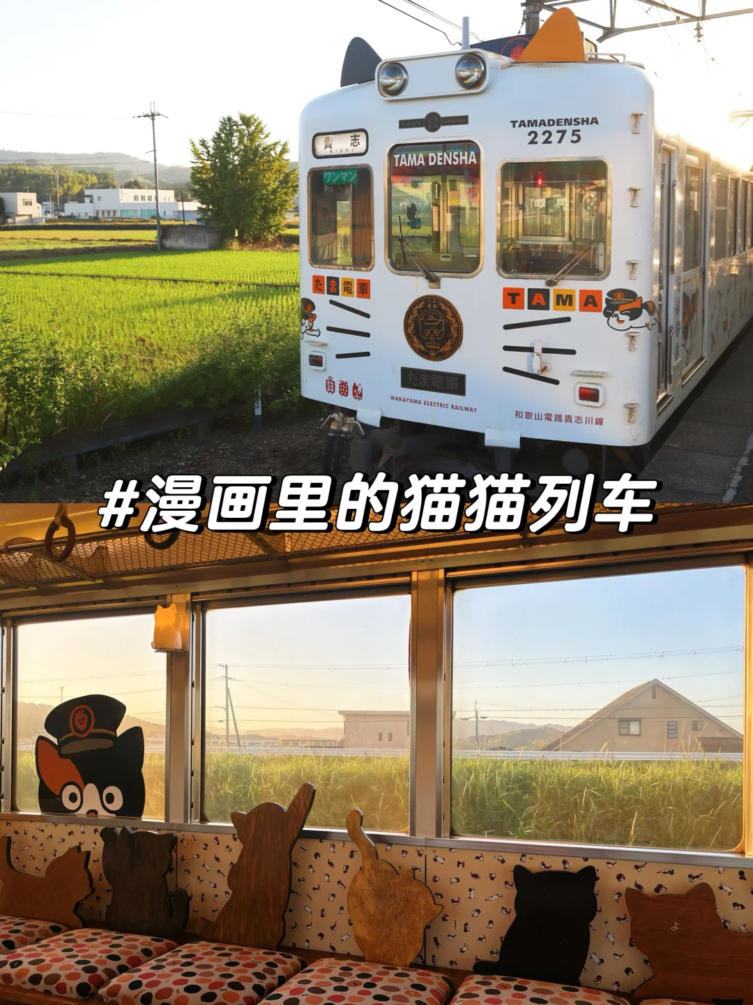 拜见猫站长！猫奴必去的小玉电车攻略