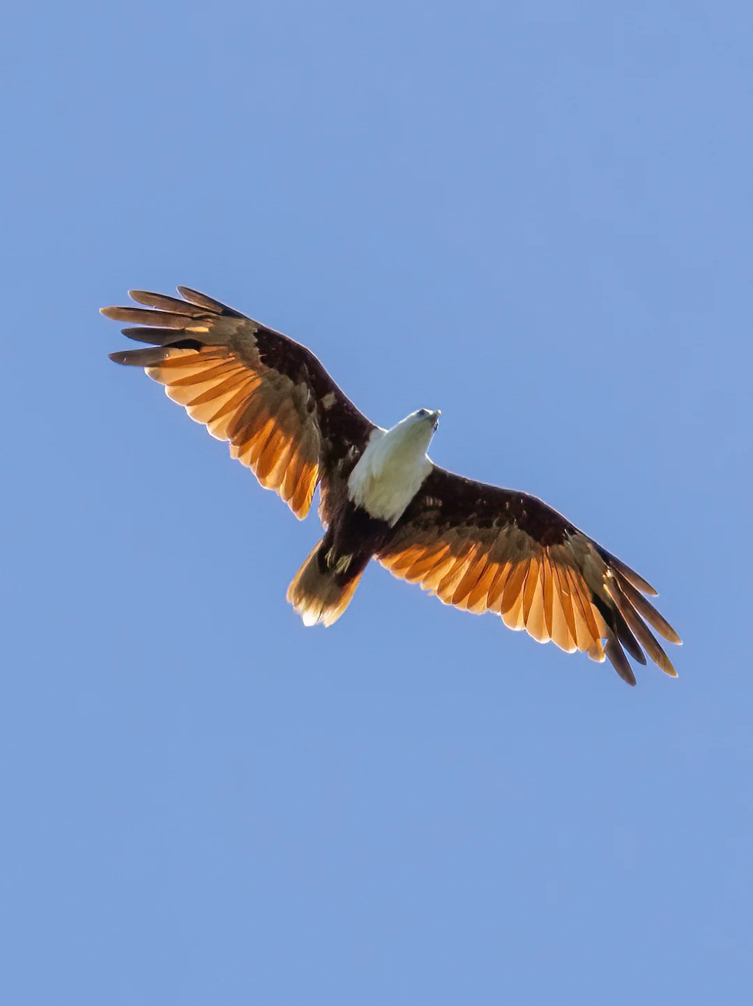 栗鸢在猛禽界算是真是漂亮啊