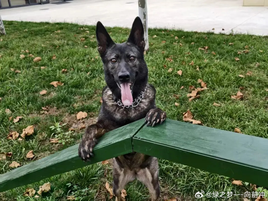 武警某部3只军犬金豹、哈尼、十五即将光荣退役，现面向社会急寻领养人，报名仅剩最后3天。 一、三只退役军犬档案- 金豹：金毛猎犬，搜爆犬，2017年4月出生，性格温顺活泼，擅长车辆及场地搜爆。- 哈尼：
