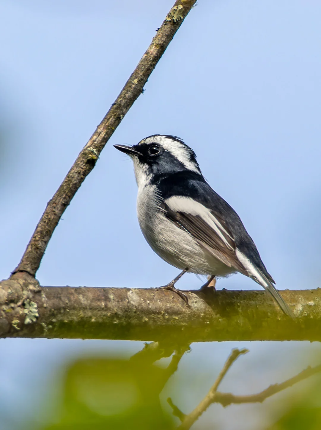 小斑姬鹟是傲娇的小可爱