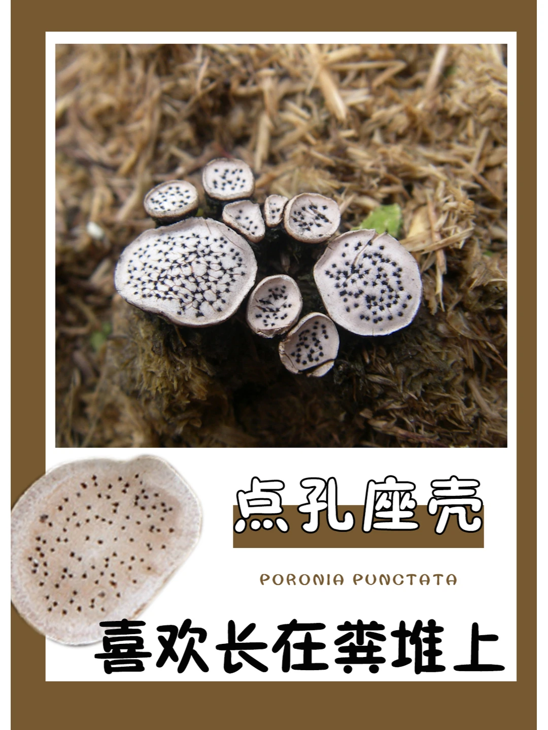 抛开生长环境不谈的话，还挺可爱的