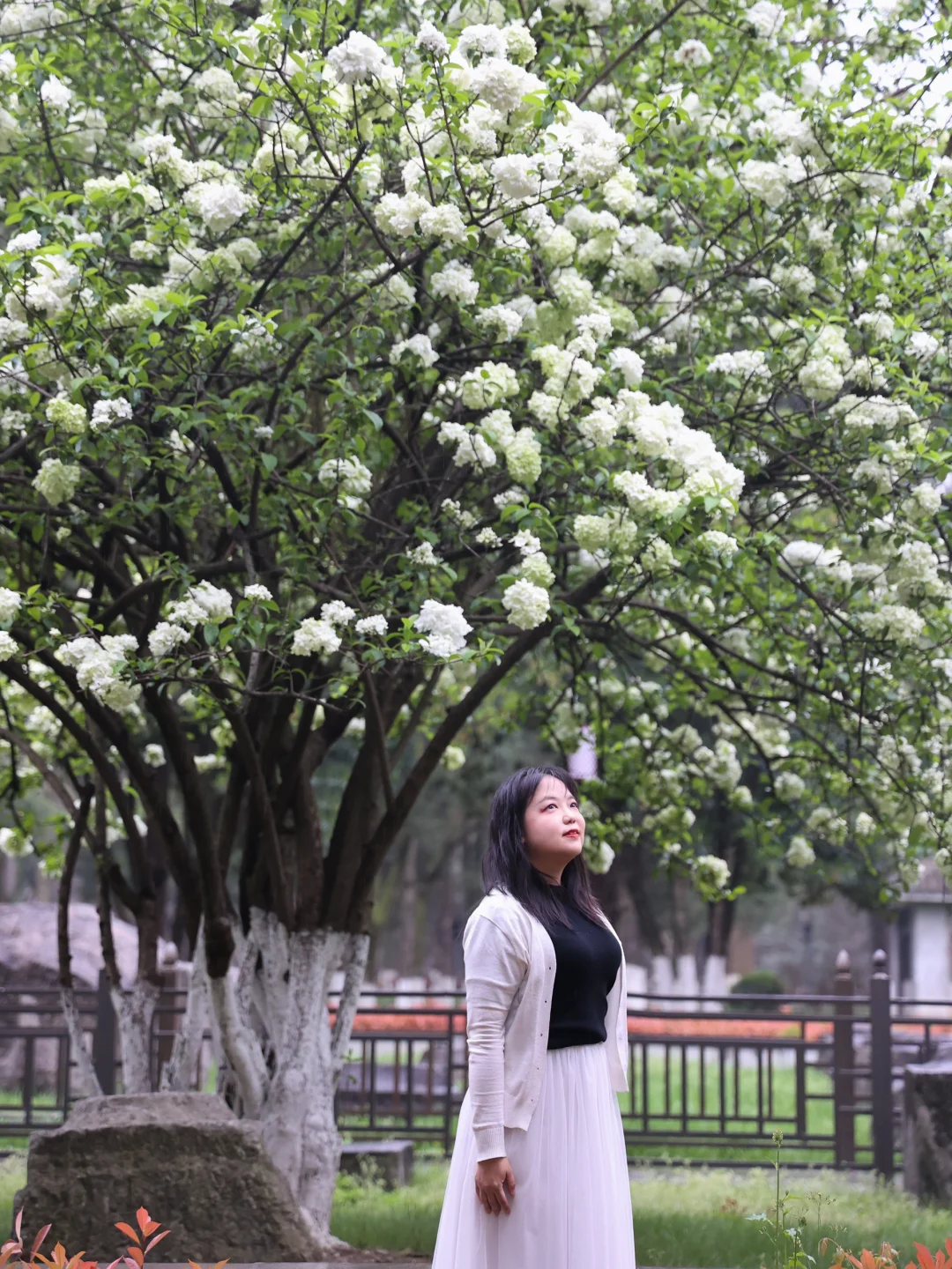 限时浪漫预警‼️午朝门公园木绣球花期将至