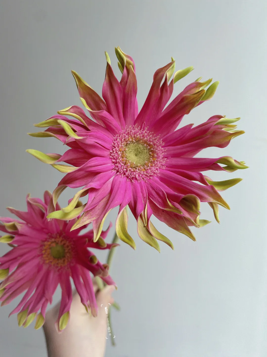 花材分享｜卷边弗朗“大溪地”💗自带妖异的美