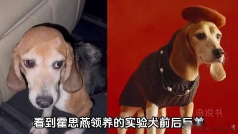 刚刷到霍思燕家的“霍蜜蜡”小姐又在意大利世界杯犬展上拿了青年冠军，评论...