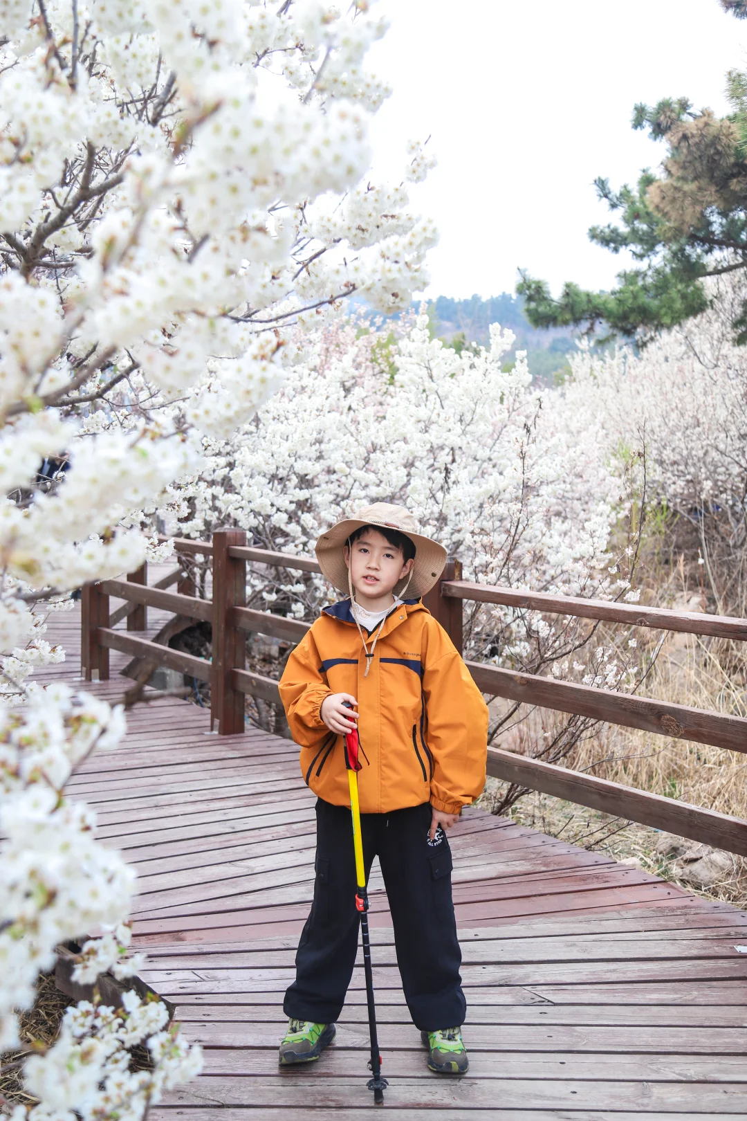 青岛第一波樱桃花🌸果然谁站在花下都很美