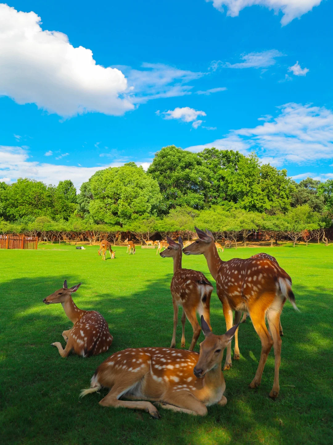 明孝陵免费得起早！（不花钱看鹿攻略）