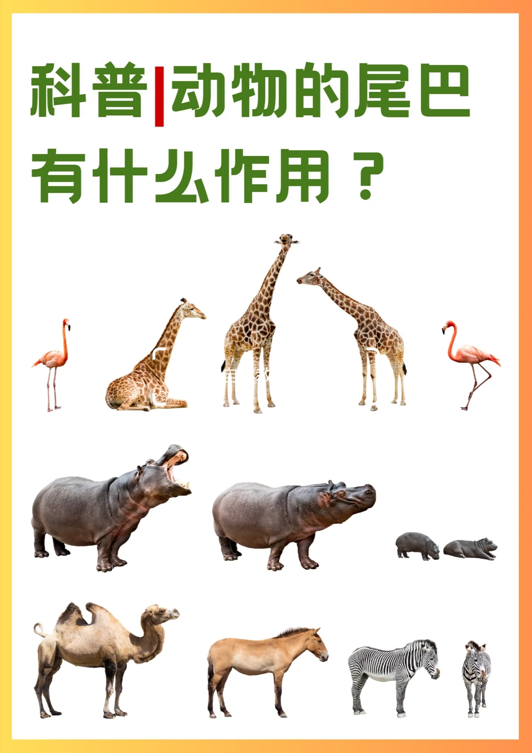 科普知识｜动物的尾巴有什么作用？