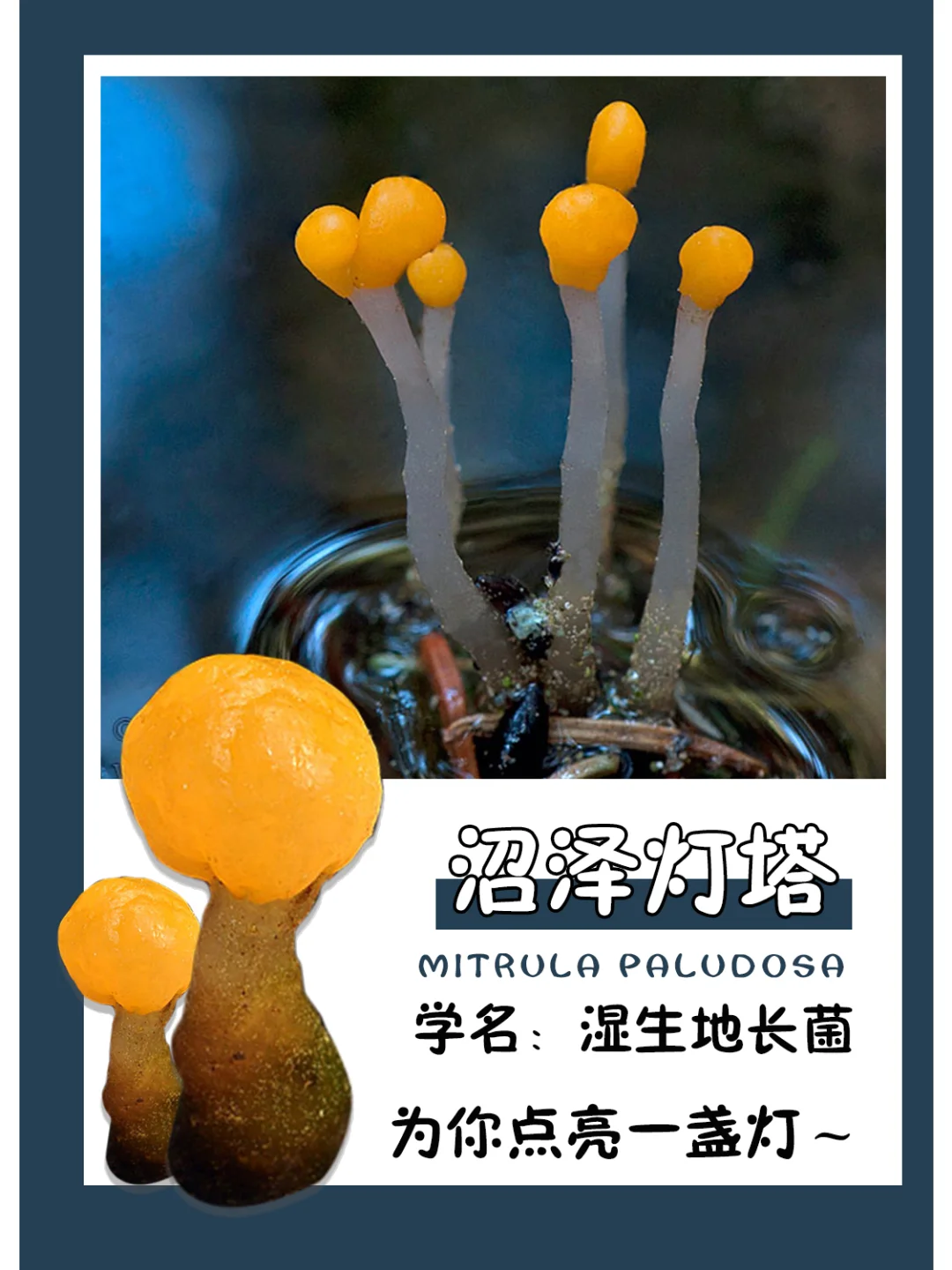 在黑暗处，为你点亮一盏灯！