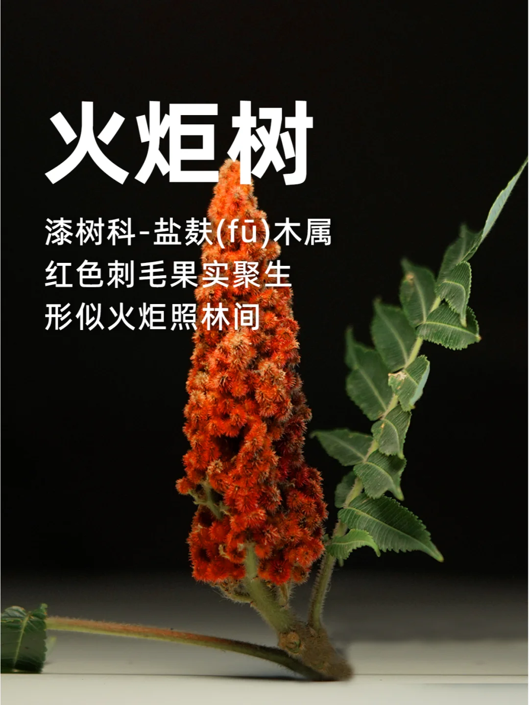 火炬树红色刺毛果实聚生，形似火炬照林间～