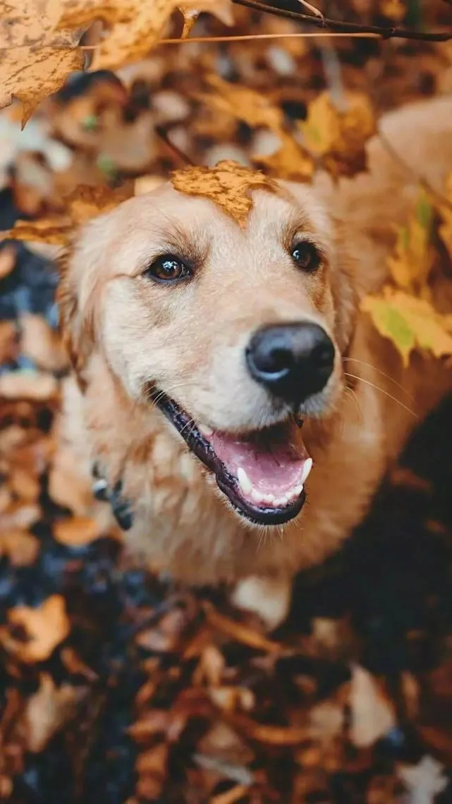 0000
🐶︱可爱小狗搞怪头像︱小狗头像壁纸 | 金毛壁纸︱小狗怼脸照| WeChat头像 | 搞怪头像 | 梗图 | 萌物分享| 狗meme | 审美积累 | 低质量狗图| 小奶狗｜高质量头像︱逗比小狗头像︱小狗头像分享︱最喜欢小狗了︱小狗狗最可爱☺
壁纸分享/Wechat背景图/背景图/聊天背景图/壁纸套图/iPhone壁纸/审美 ​