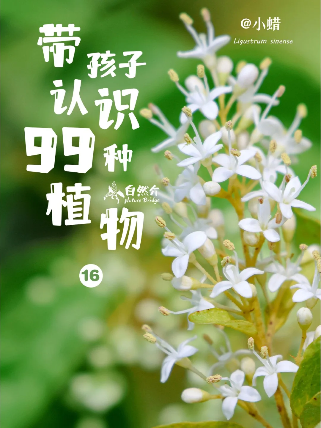 带孩子认识99种植物