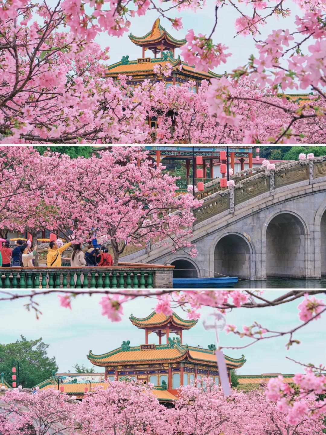 在广州❗️让这场古风樱花🌸承包你的春日浪漫