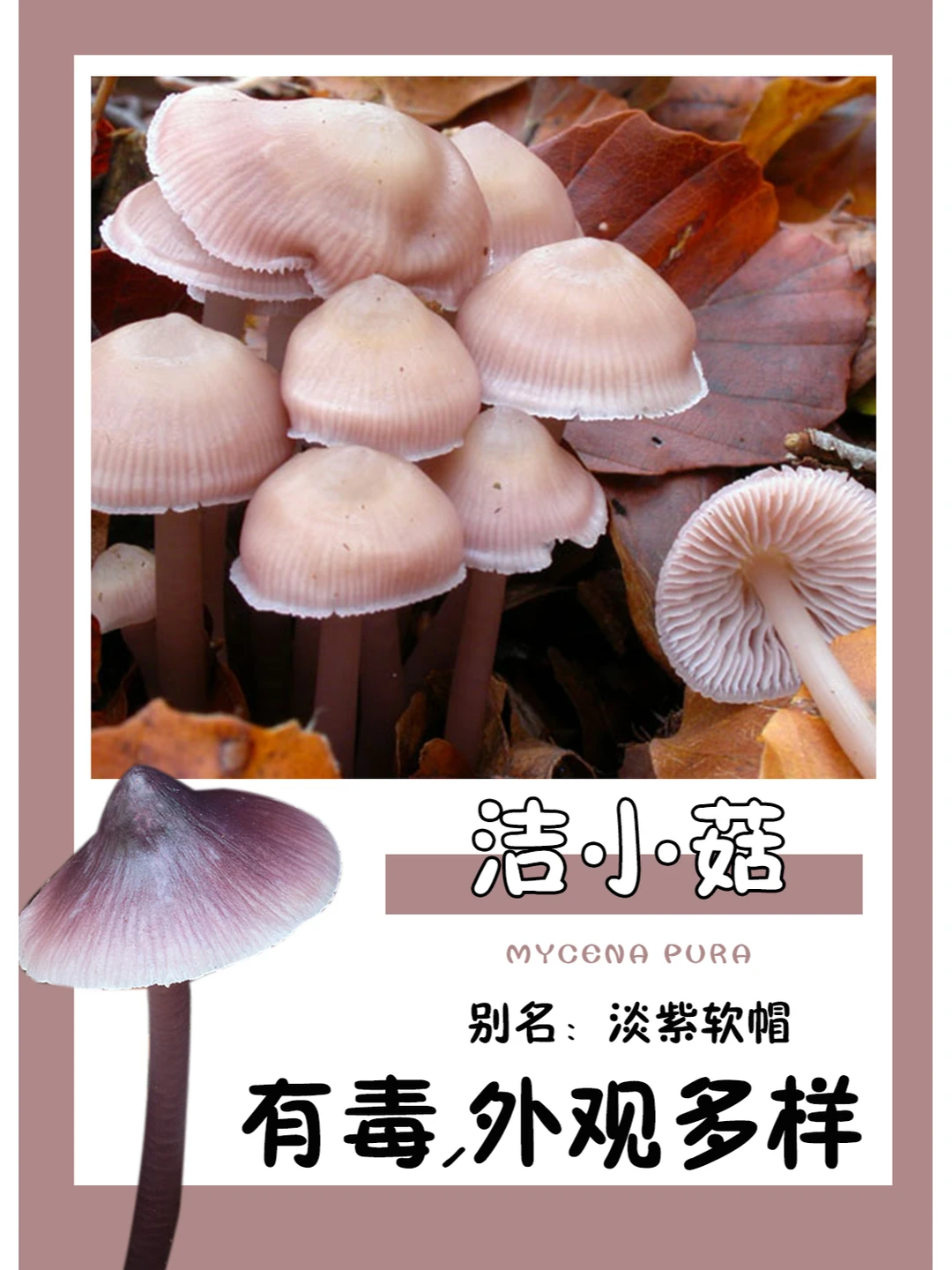 著名的有毒野生菌，外观多样难分辨