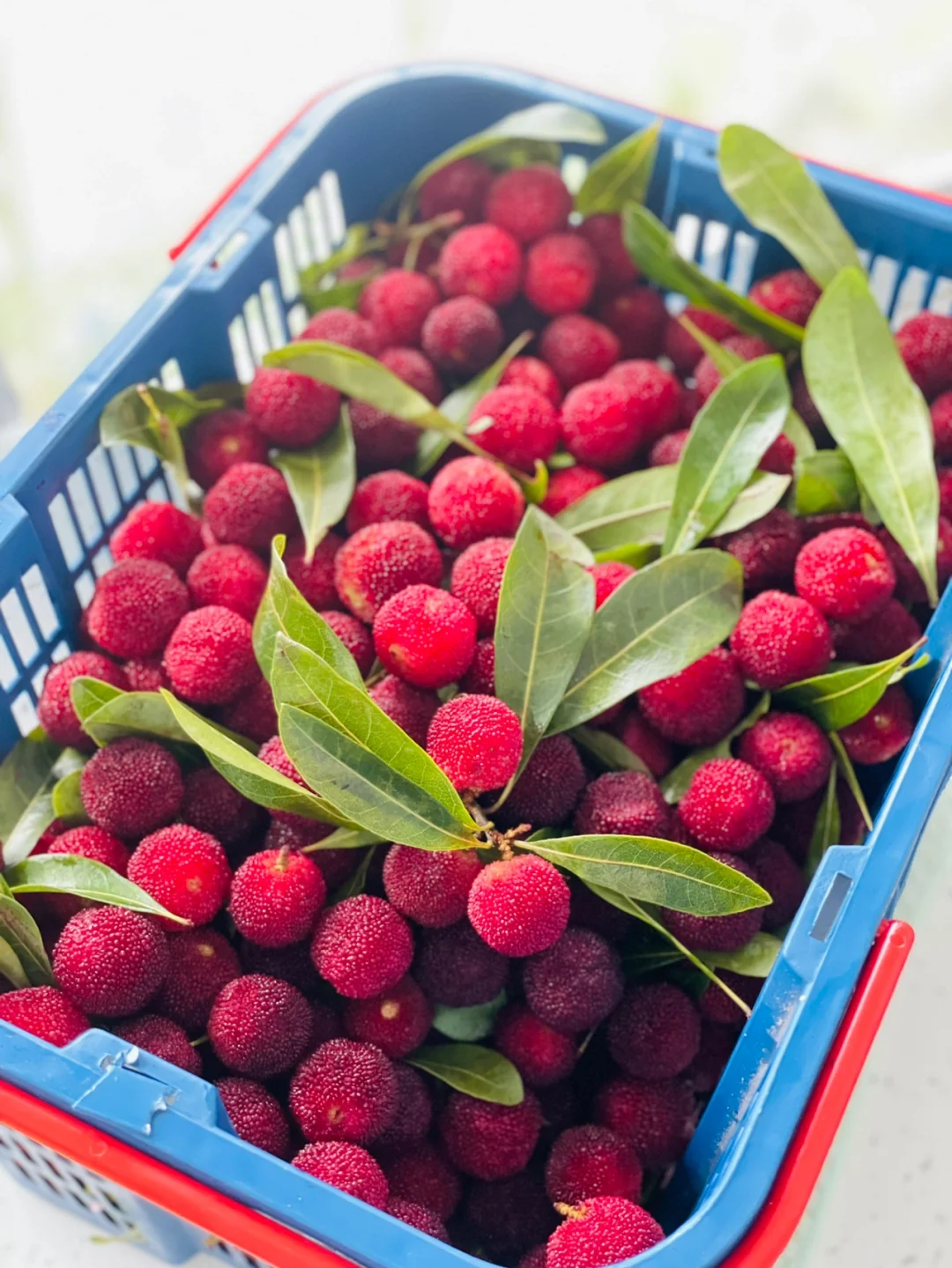 又是一年杨梅季