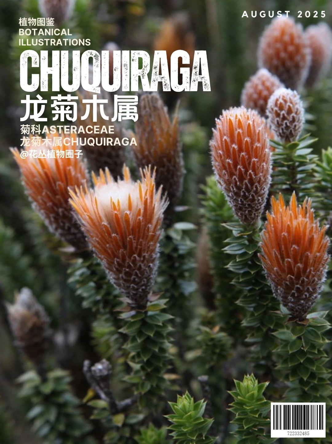 龙菊木属Chuquiraga