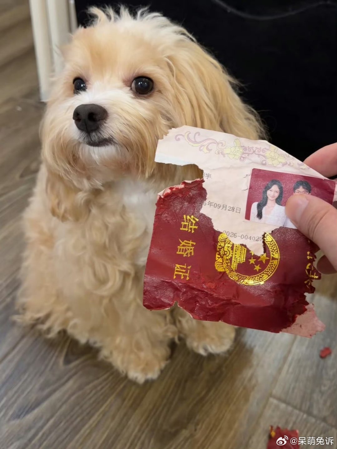 男子刚领完结婚证，隔天就被家里狗子撕得稀碎 听说撕结婚证是为了不让离婚，那这种情况到底还揍不揍？ ​