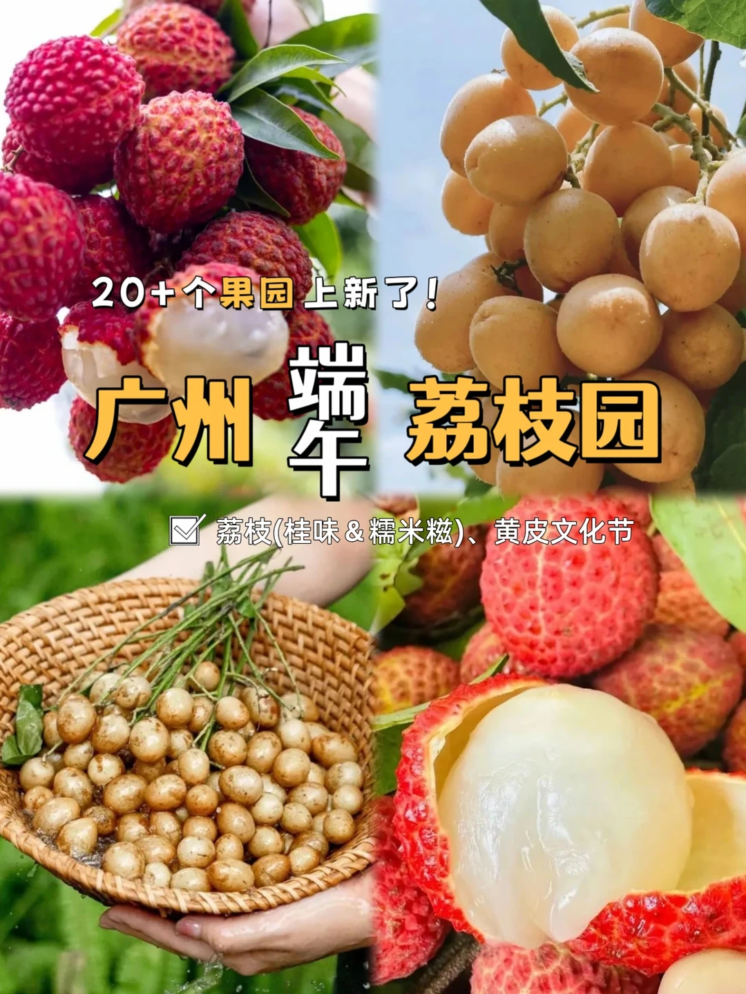端午摘荔枝果园攻略❗还有黄皮文化节