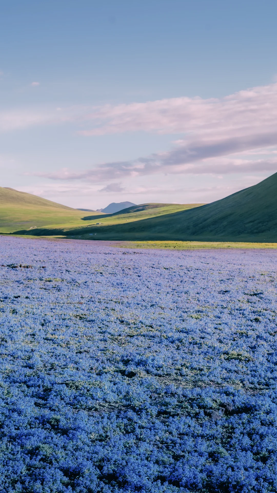 2025年我在川西拍到的，那些温柔的花