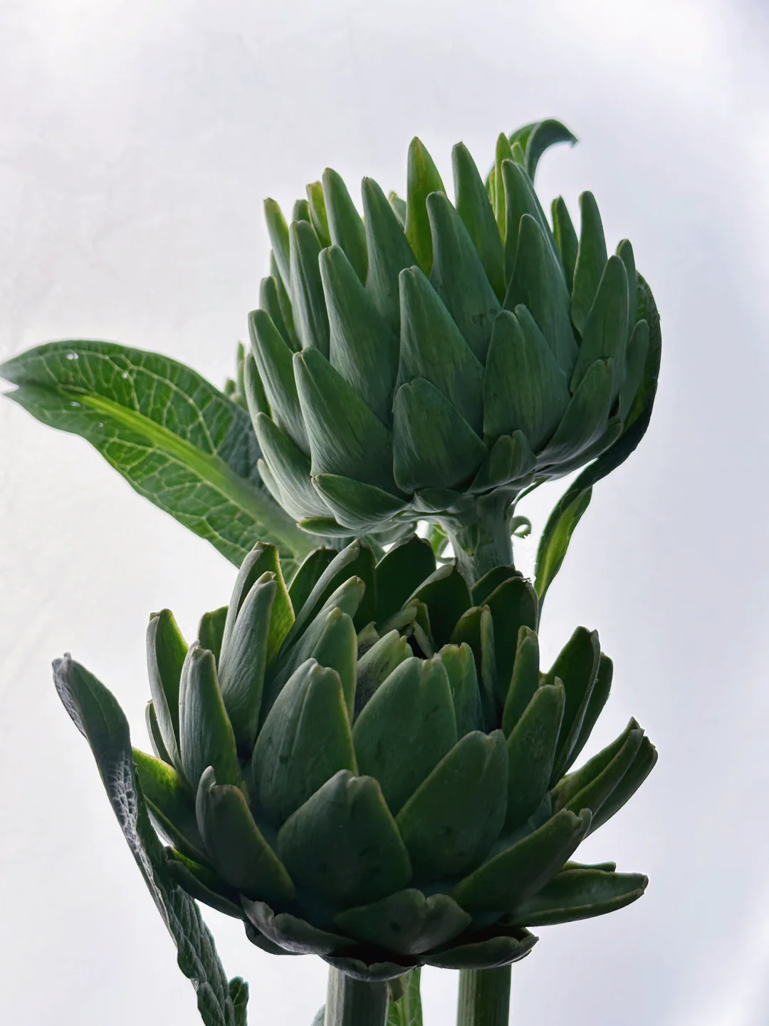 蔬菜认识（不是）｜洋蓟——小众花材新秀