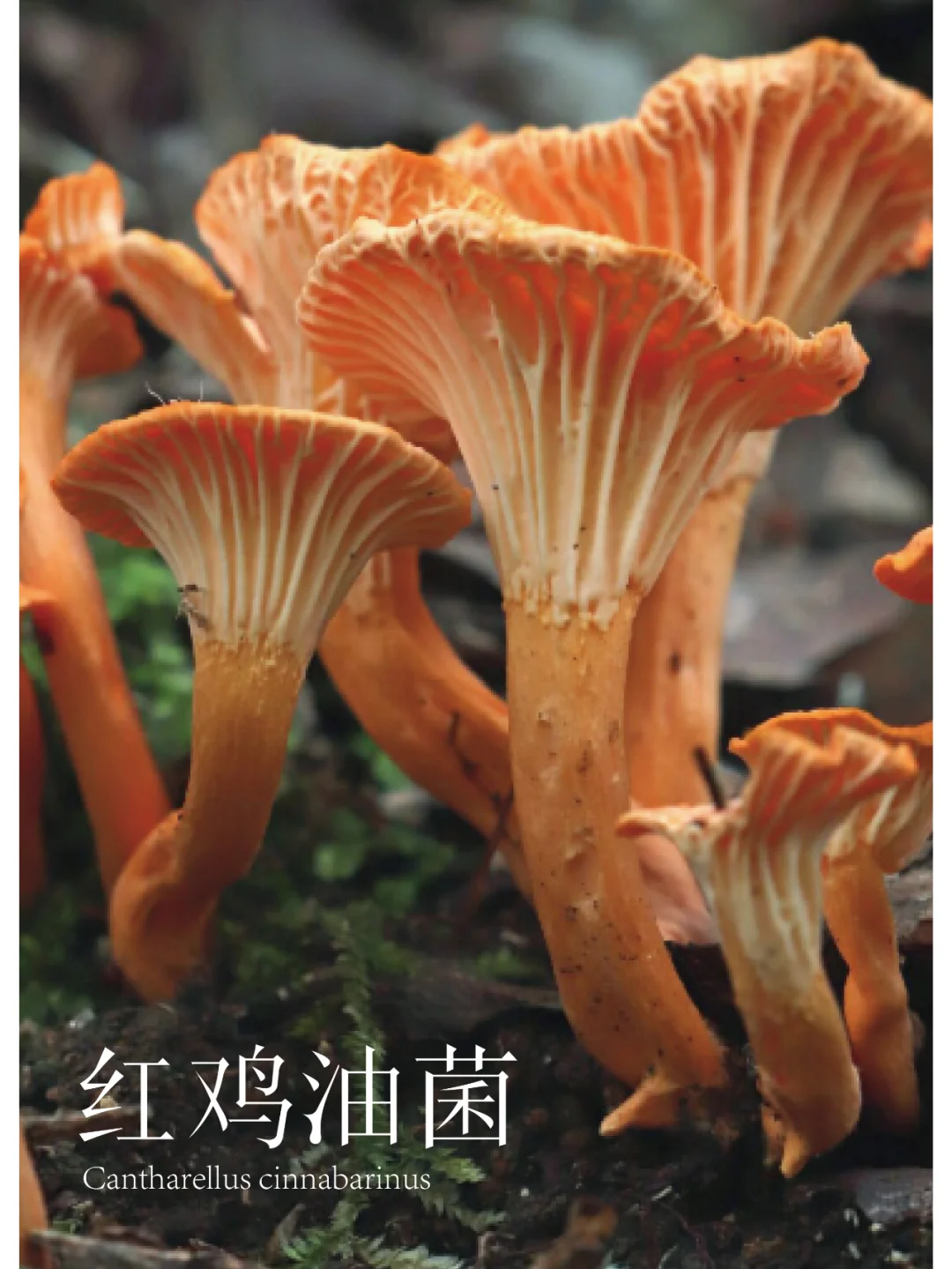 红鸡油菌，又好看又好吃