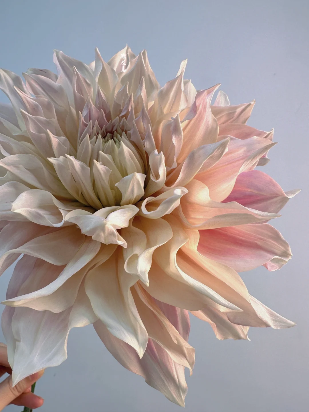 花材认识｜大丽花•牛奶咖啡🥛